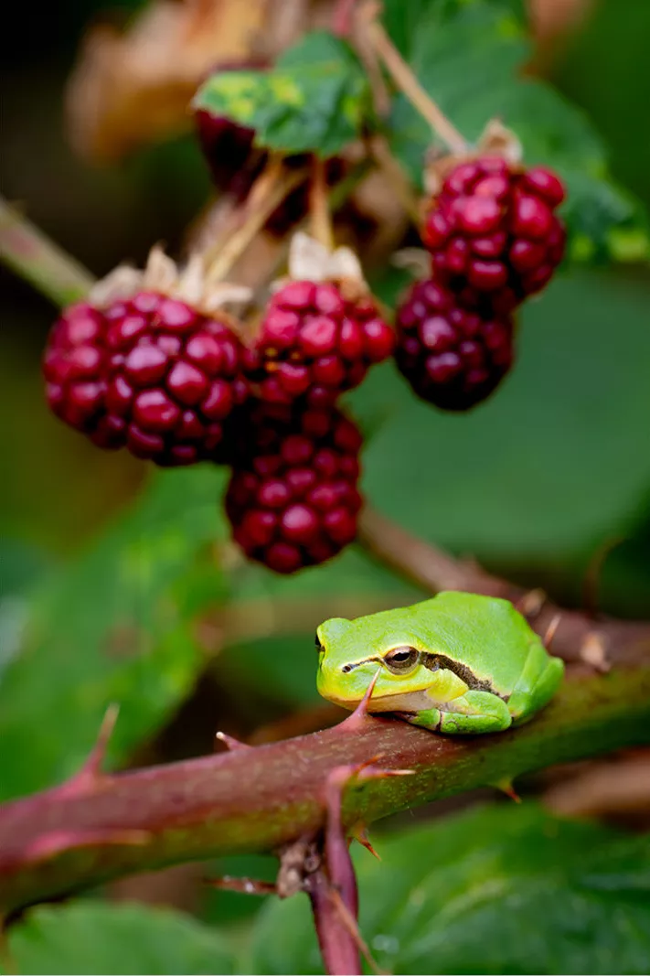 Groene boomkikker op een bramentak onder een tros donkerrode braambessen