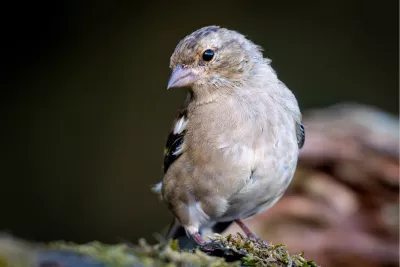 Vink, de foto