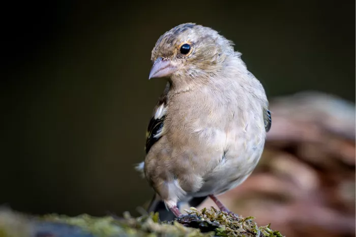 Vink met grijsbruin verenkleed zit op een bemoste stronk tegen een donkere achtergrond