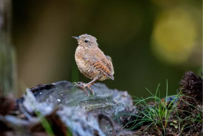Winterkoning, de foto