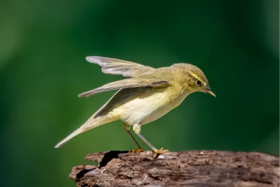 Vleugels gelicht boven schors, de foto