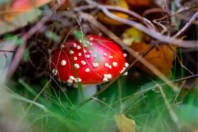 Schuilend tussen twijgen en gras, de foto