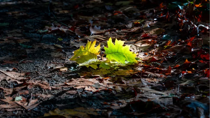 Groene blaadjes in een zonnestraal tussen donkere herfstbladeren op de bosbodem