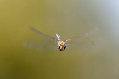 Libelle, de foto