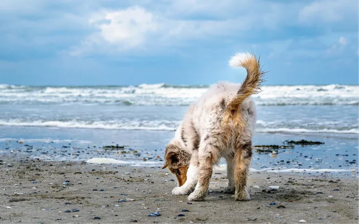 Pup van een Australian Shepherd snuffelt tussen schelpen op het strand bij de golven