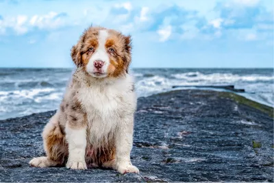 Pup aan zee, de foto