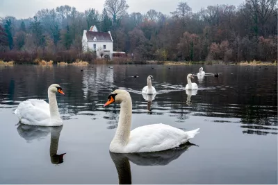 Zwanen, de foto