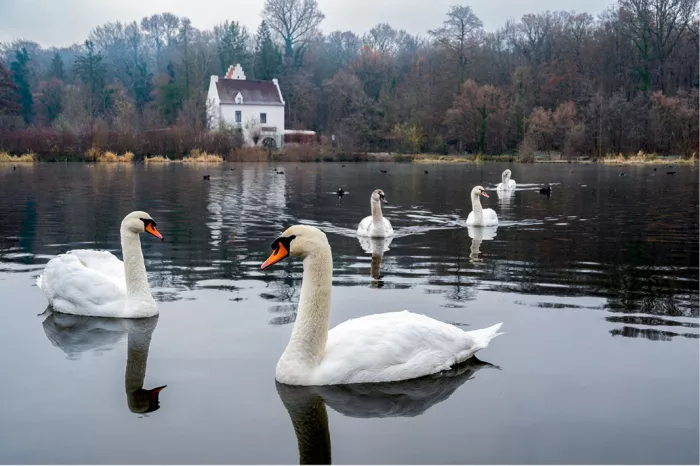 Witte zwanen zwemmen op een meer met een wit huis tussen kale bomen op de achtergrond