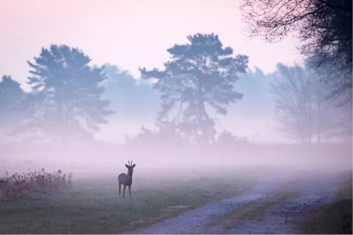 Ree staat in een mistig veld naast een zandweg met dennen in een rozige nevel