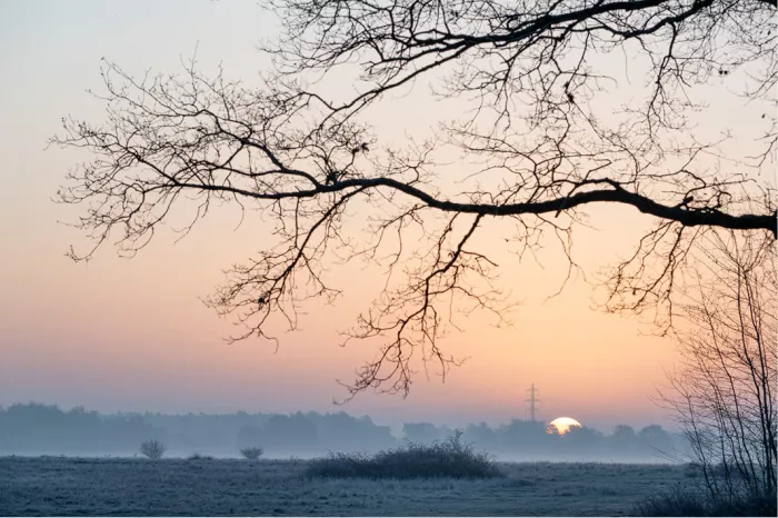 Silhouet van kale takken boven een mistig veld met een ondergaande zon