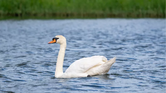 Witte zwaan zwemt op rimpelend blauw water met een groene oever bovenaan