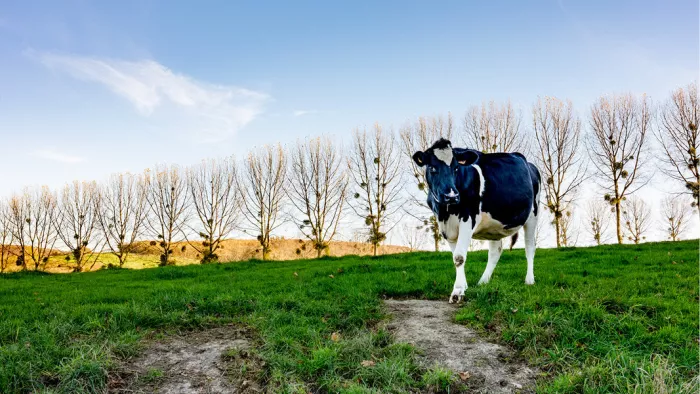 Zwart-witte koe kijkt op in een groene wei met een rij kale bomen erachter