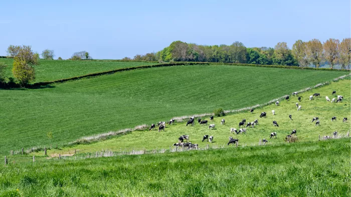 Kudde zwartbonte koeien op een glooiend groen weiland met een bosrand