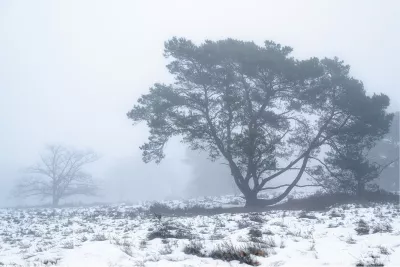 Eenzame den in de mist, de foto