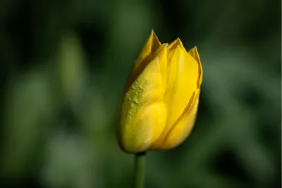 Geel in het groen, de foto