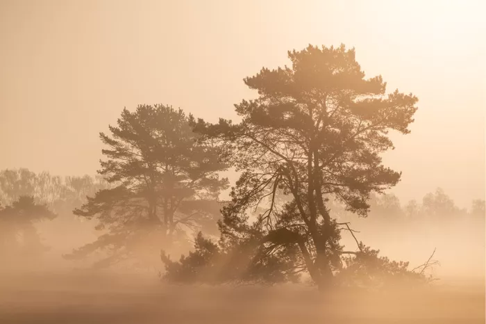Twee dennenbomen als silhouet in oranje ochtendmist bij zonsopkomst