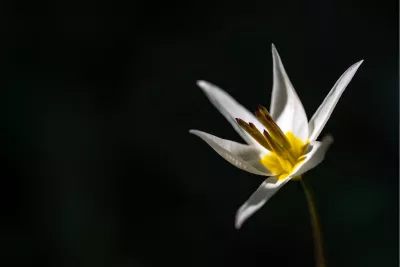 Witte bosanemoon in het donker, de foto