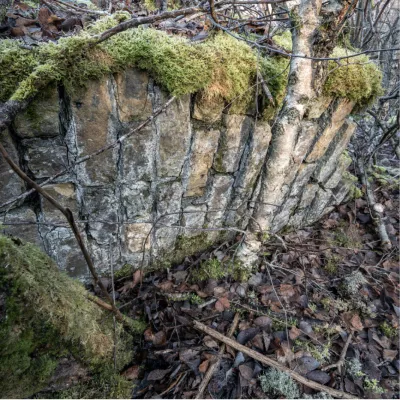 Historische steenmuur verweven met de natuur, de foto