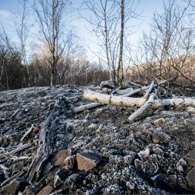 Berijpte berkenstammen op de heide, de foto