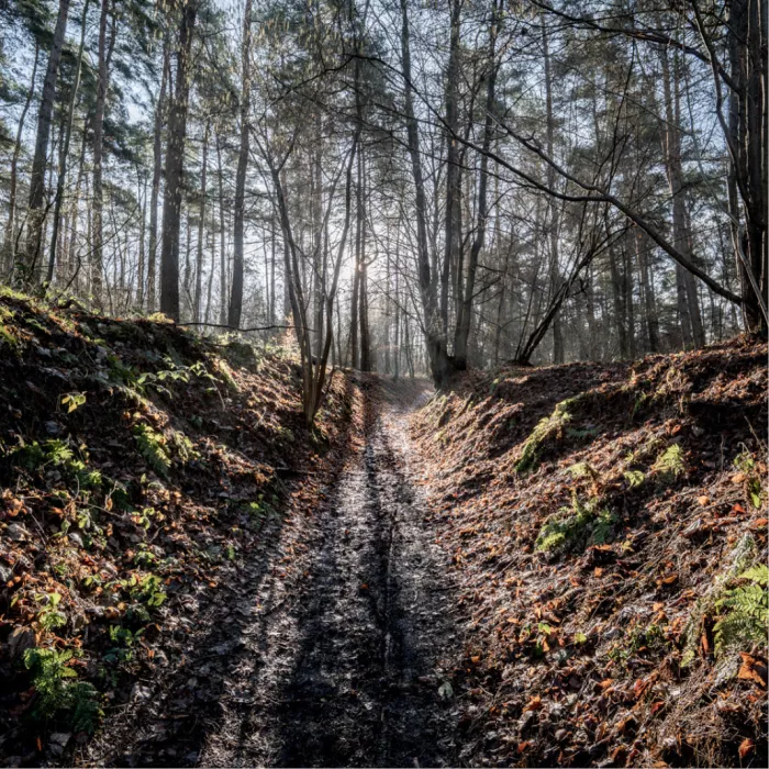 Een sfeervol beeld van een diep en modderig karrenspoor in het bos, waarbij de laagstaande zon prachtig door de kale bomen heen breekt.
