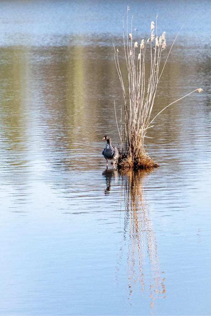 Gans zwemt naast een polletje droog riet, gespiegeld in het blauwe water
