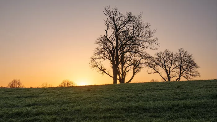 Een krachtig en dromerig landschap waarbij silhouetten van bomen afsteken tegen de feloranje lucht van een ondergaande zon op een groene heuvel.