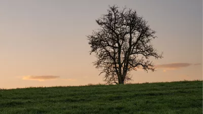 Eenzame boom op een heuvel bij zonsondergang, de foto