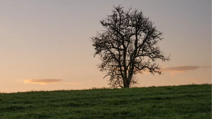 Een sfeervol en ingetogen landschap met één enkele, kale boom die op een heuveltop staat tijdens het laatste licht van de dag.
