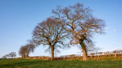 Twee kale bomen in het groene veld, de foto