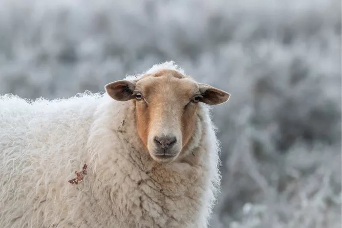 Een close-up portret van een lichtbruin schaap met een dikke vacht, dat recht in de camera kijkt tegen een achtergrond van rijp en vorst.
