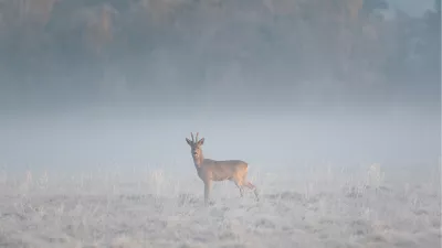 Waakzame reebok in de winterse nevel, de foto