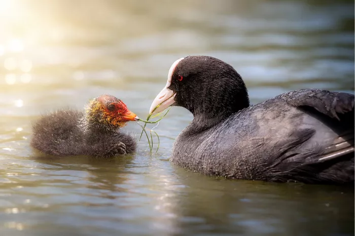 Een ontroerend natuurmoment in het water waarbij een volwassen meerkoet met haar witte snavel een plukje groen voert aan haar schattige, roodkopje kuiken.