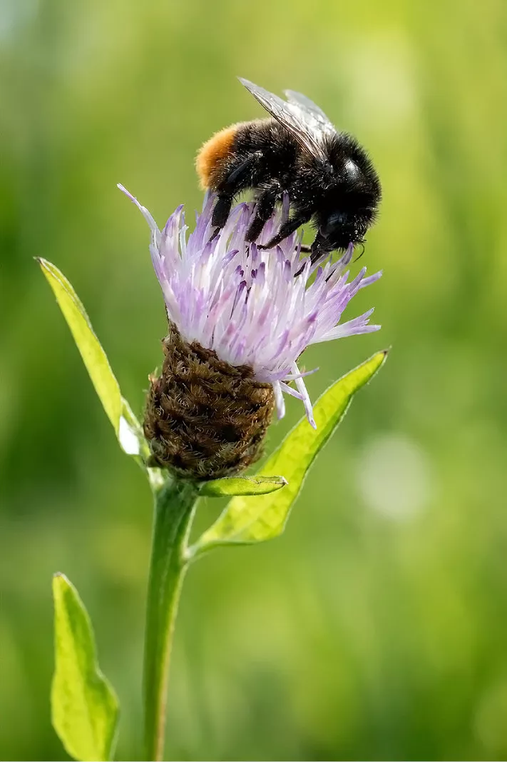 Harige hommel verzamelt nectar op een lila knoopkruid tegen een groene achtergrond
