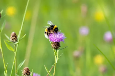 Werkende hommel op een weidebloem, de foto