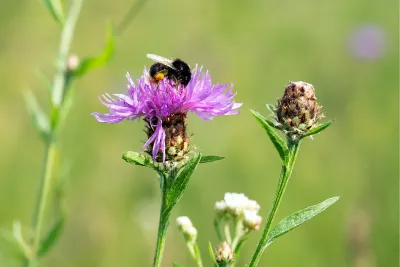 Aandachtige hommel op een knoopkruid, de foto