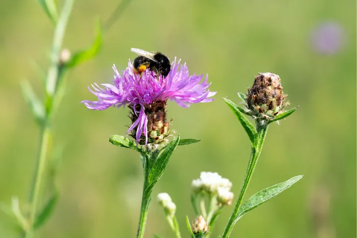 Hommel op een felpaarse knoopkruidbloem naast een bloemknop tegen een groene achtergrond
