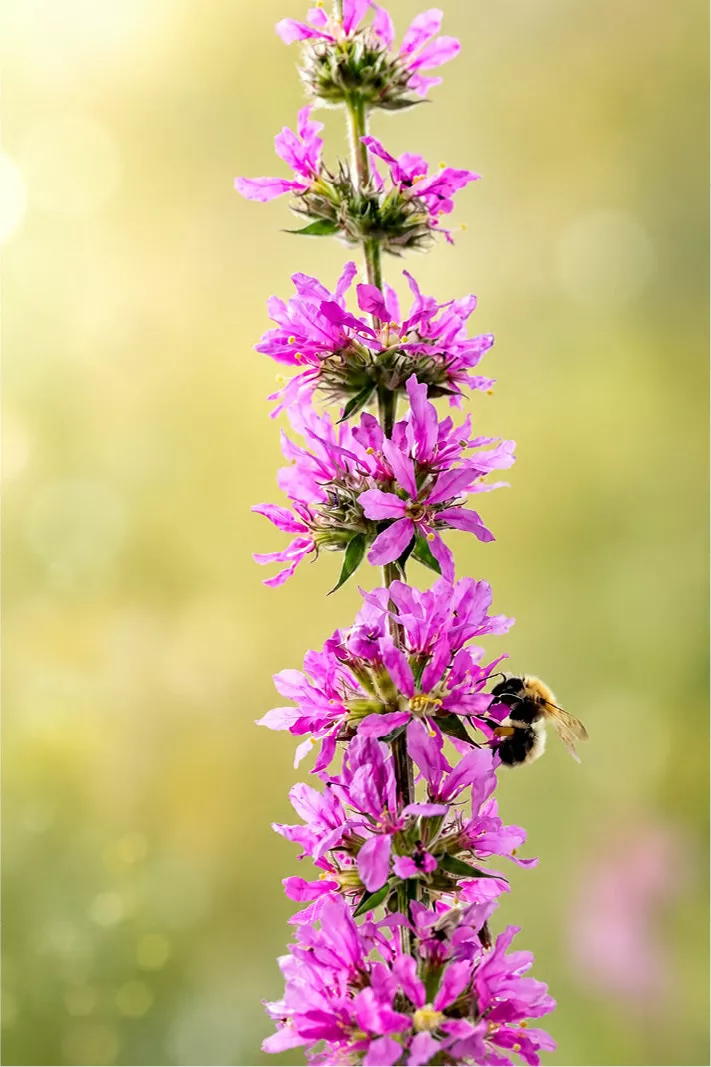 Hommel bij de felroze bloemen van een grote kattenstaart tegen een zonnige achtergrond