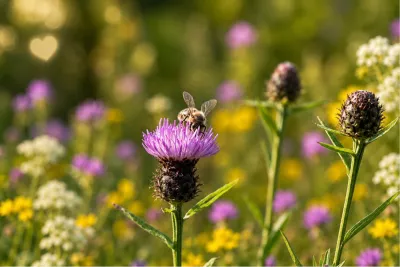 Bijen op zoek naar nectar in de zonnestralen, de foto