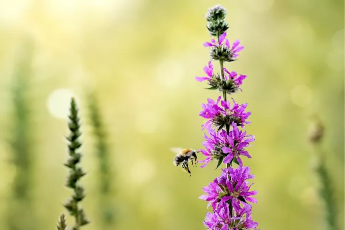 Vliegende hommel bij de paarse bloemaar van een grote kattenstaart