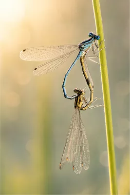 Zwevende libelle of juffer in parendwiel, de foto