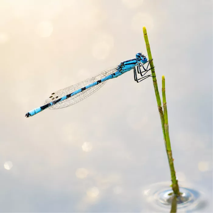 Een elegante, helderblauwe waterjuffer met zwarte strepen rust op een groene grasspriet vlak boven het water, met sprankelende lichtcirkels op de achtergrond.