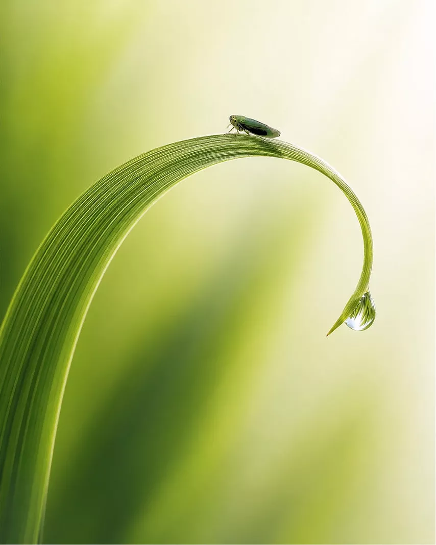 Kleine groene cicade op een gekrulde grasspriet met een waterdruppel aan het uiteinde