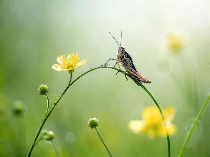 Een haarscherpe macrofoto van een sprinkhaan die balanceert op de stengel van een kleine gele boterbloem tegen een zachte groene achtergrond.