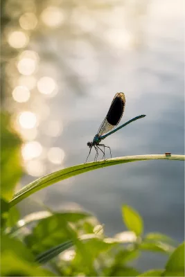 Elegante weidebeekjuffer in het tegenlicht, de foto