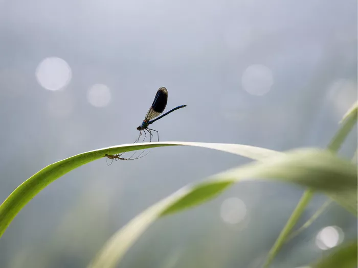 Een uniek natuurmoment vastgelegd: een weidebeekjuffer balanceert bovenaan een grasspriet, terwijl een kleine spin er direct onder in haar web hangt.