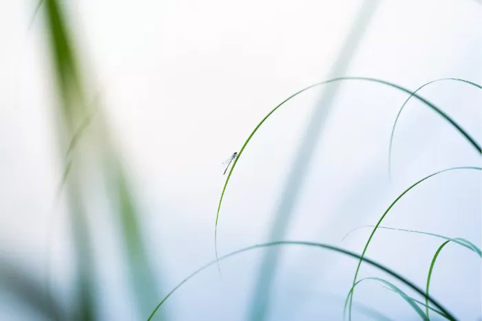Een uiterst verfijnd, bijna wit, minimalistisch beeld van een minuscuul insectje (juffer) op de flinterdunne rand van sierlijk buigend gras.
