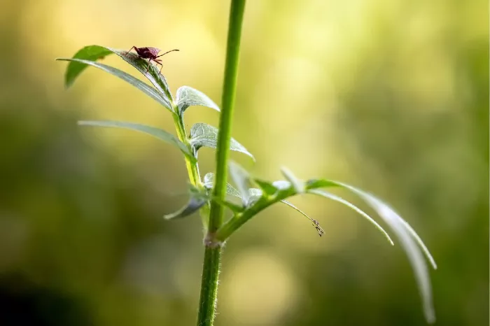 Donkerrode schildwants op een smal blaadje aan een groene stengel