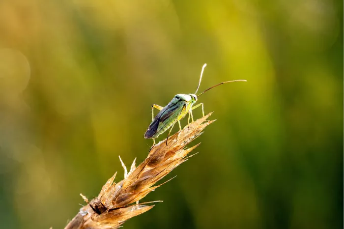 Een prachtige wants met groene tinten kijkt over de rand van een zongedroogde grasaar of graanhalm, badend in zacht zonlicht.