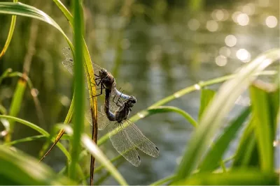 Parende libellen in het riet, de foto