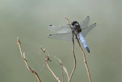 Mannelijke platbuik libel op een dode tak, de foto